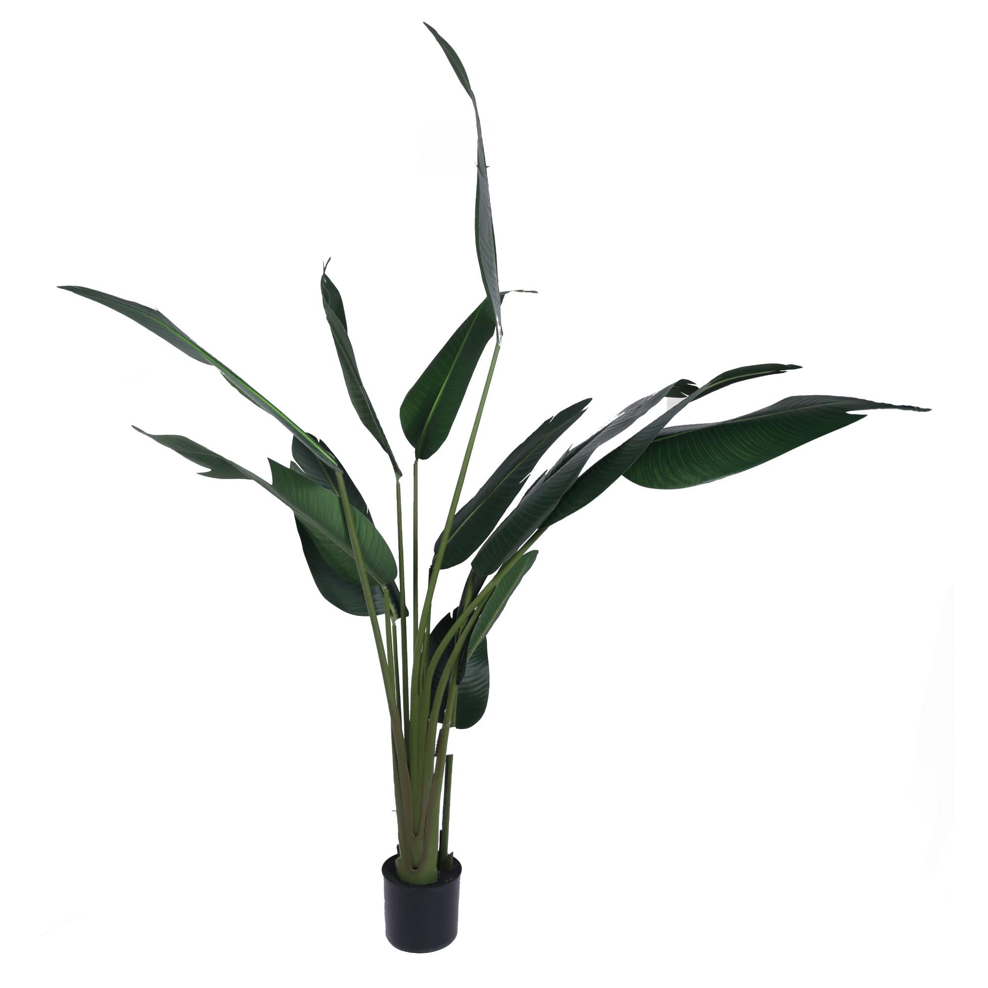 PLANTA C/POTE  H:210CM - 592-460013