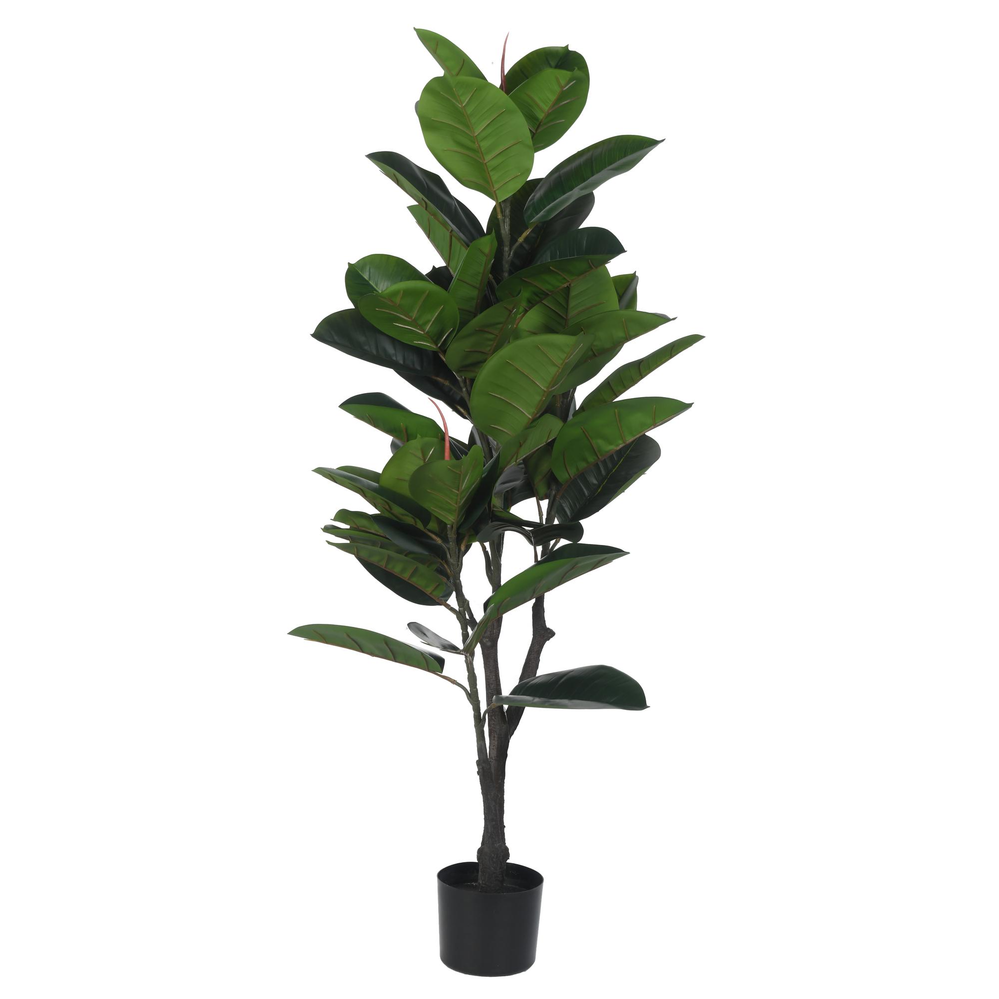 ROBLE C/POTE - 592-460023