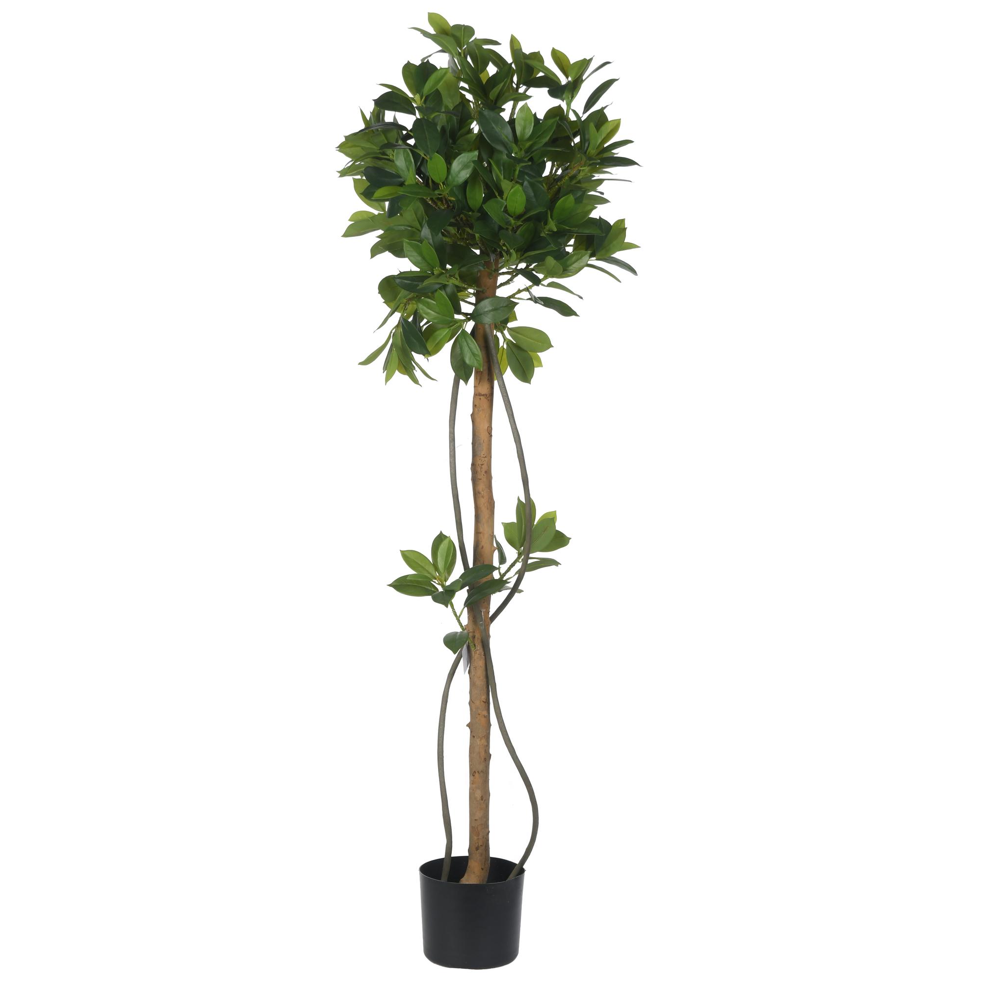 150cmAfrican Jasmine Tree x368Lvs in Pot - 592-460031