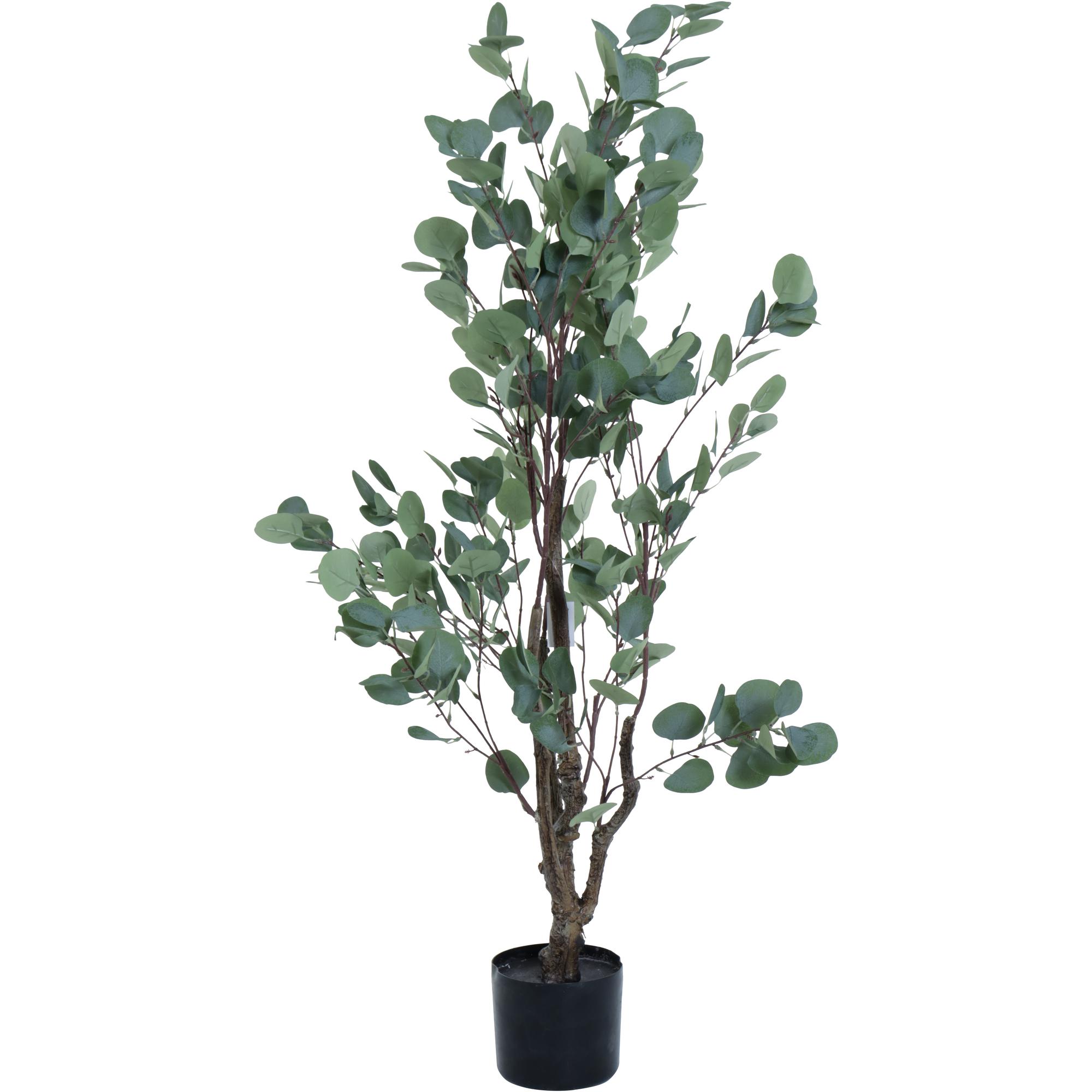 EUCALYPTUS WITH POT 120X70X - 592-460042