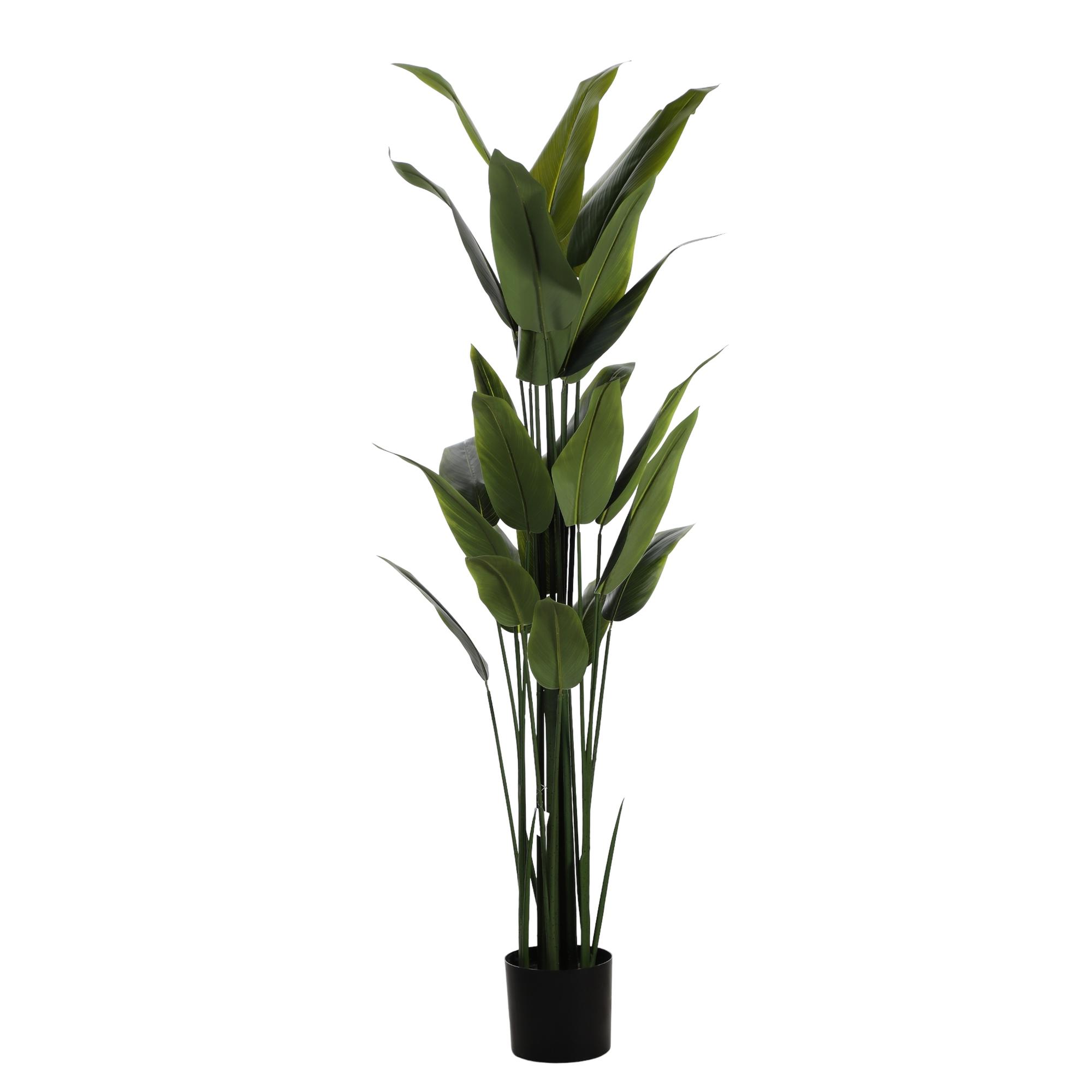 180CM POTTED BEAUTY PLANT X26LVS IN POT - 592-460078