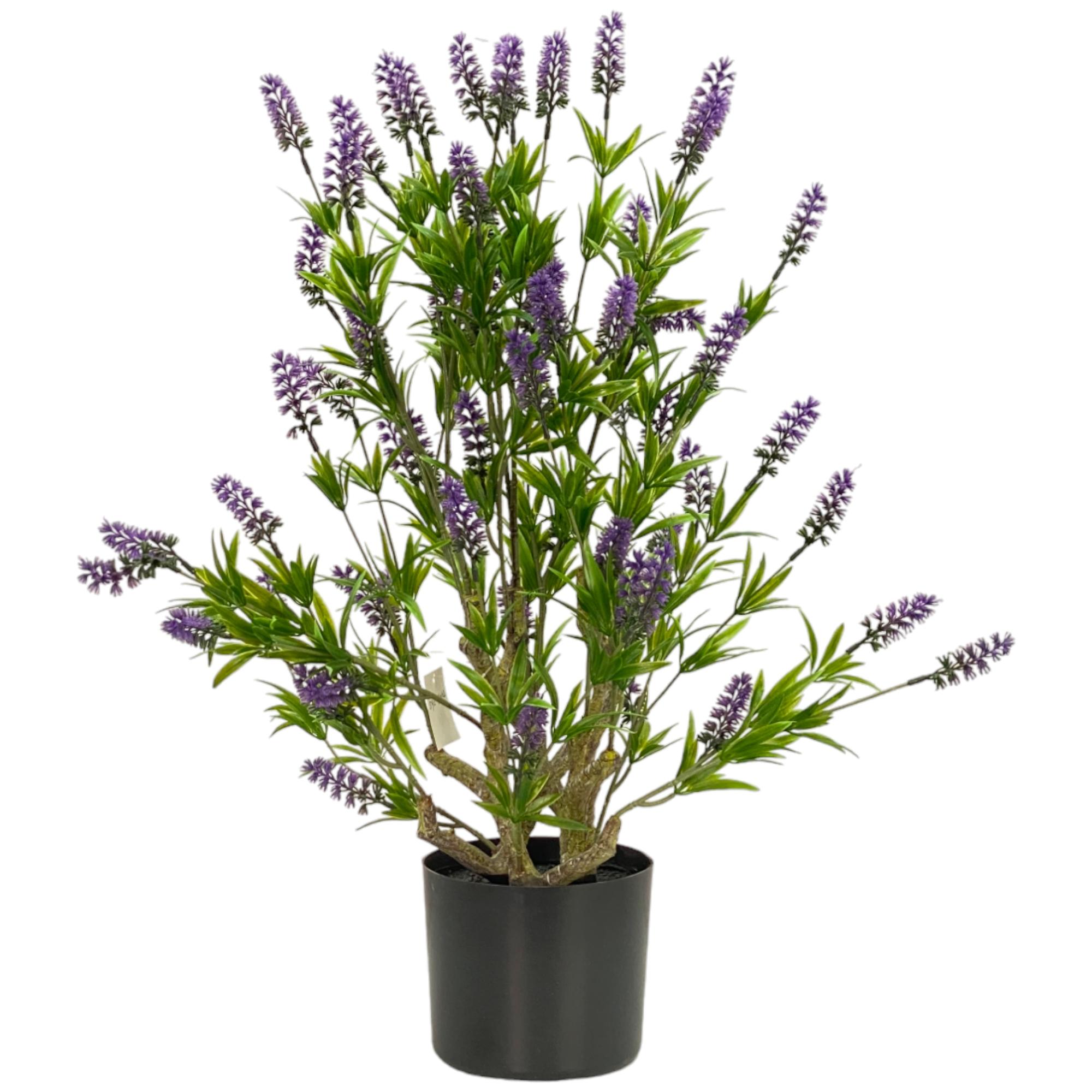 60cm LAVENDER Tree in Pot - 592-460102