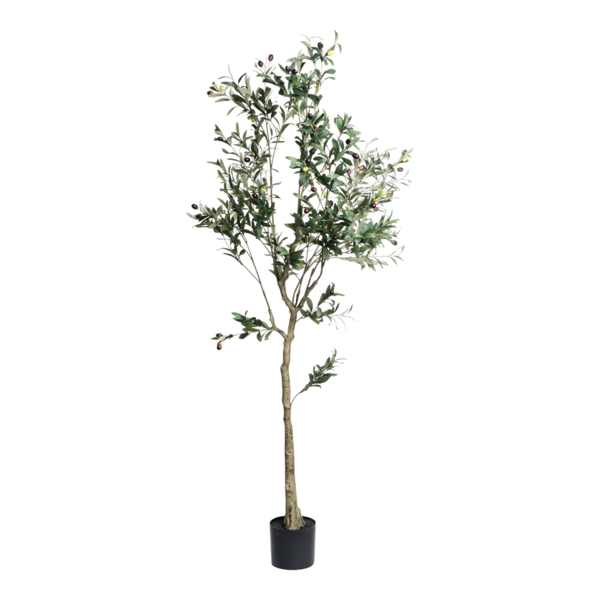 OLIVEIRA C/ VASO 180X90X180CM - 592-460124