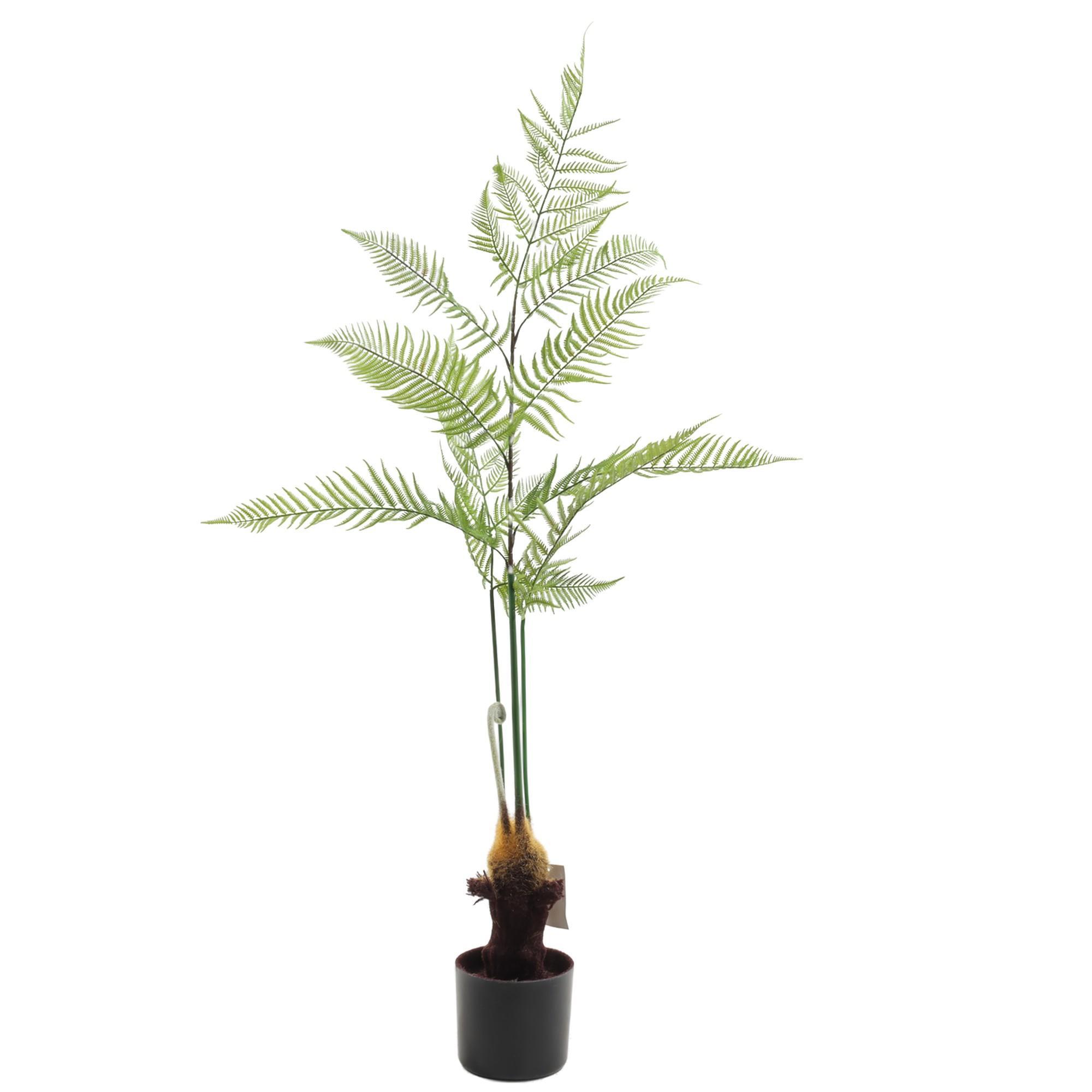 agave palm - 592-460151