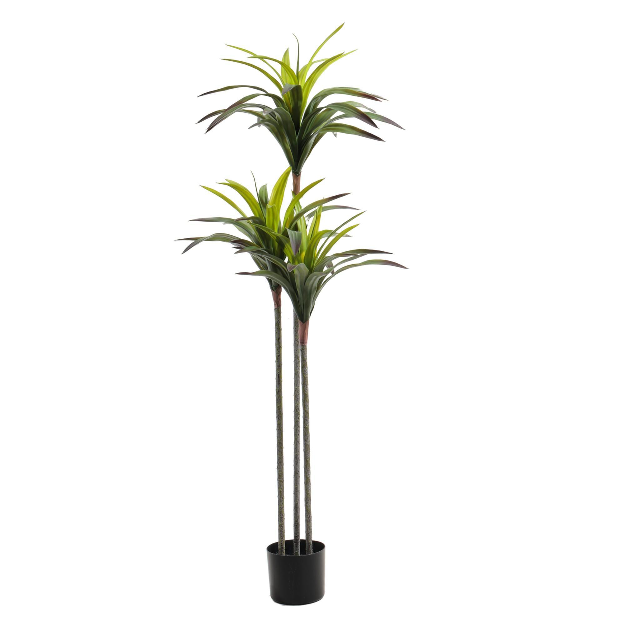 agave palm - 592-460155