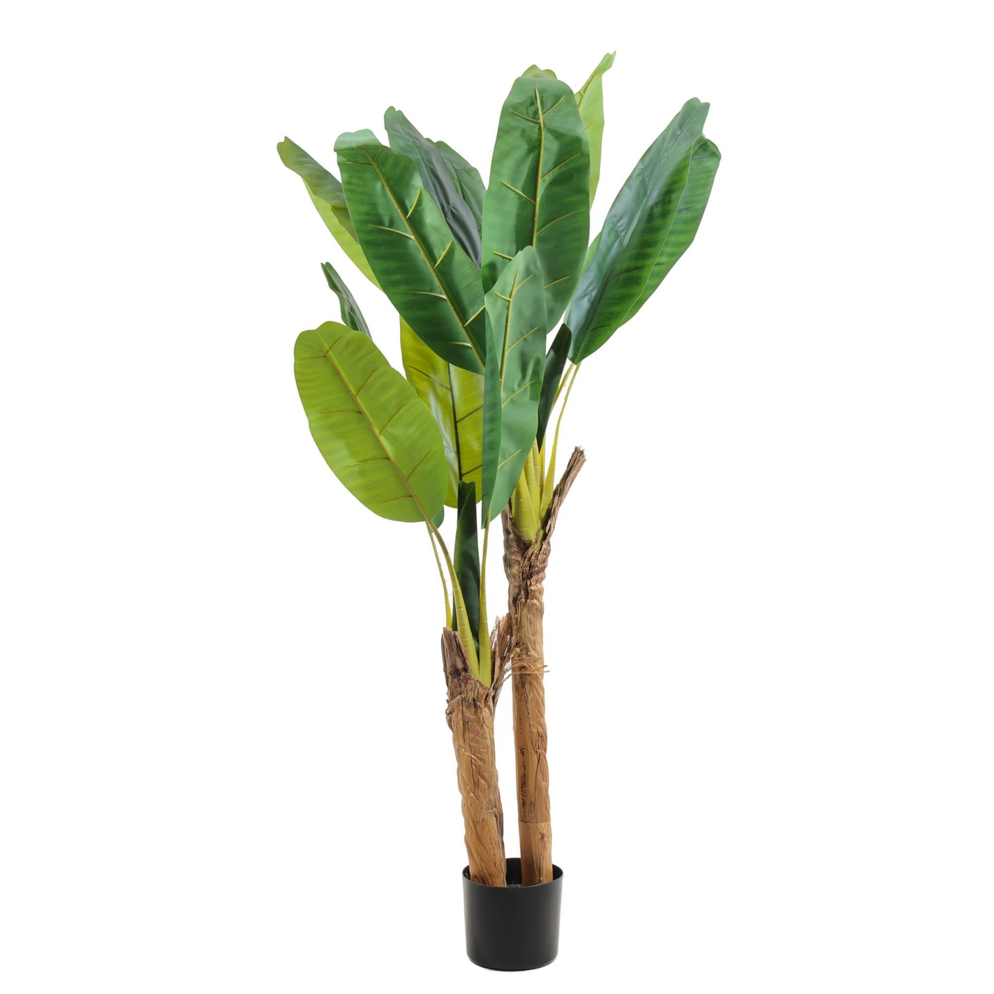 banban palm - 592-460161