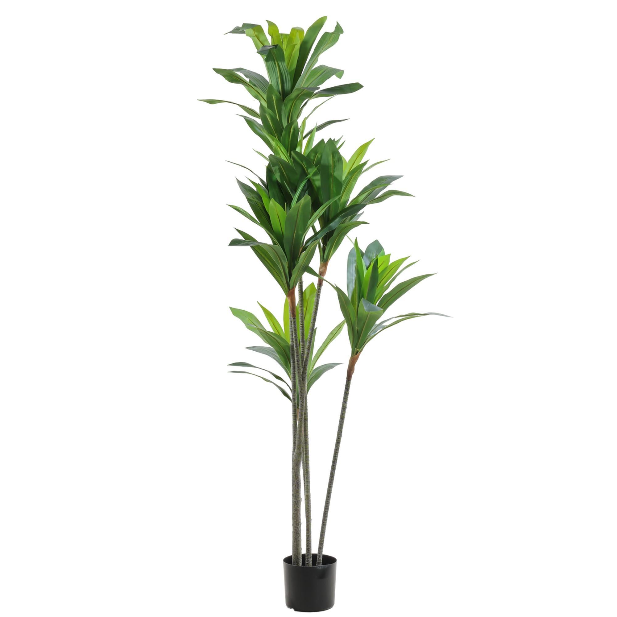 DRACAENA C/POTE 180X70X180CM - 592-460166