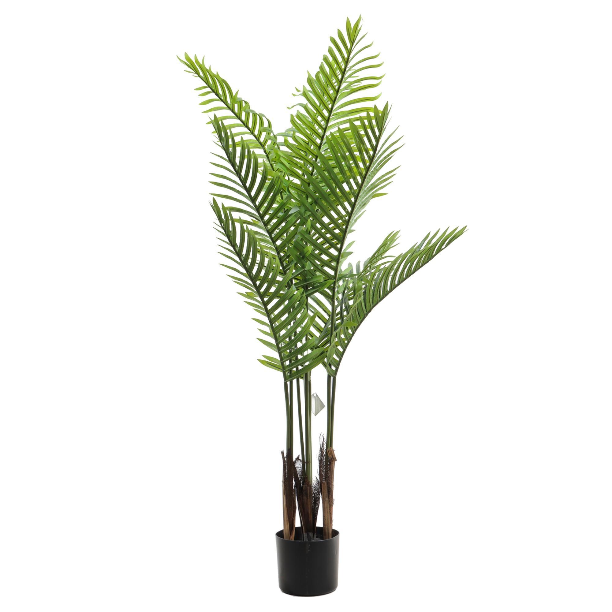 PALMA C/POTE 160X70X160CM - 592-460176
