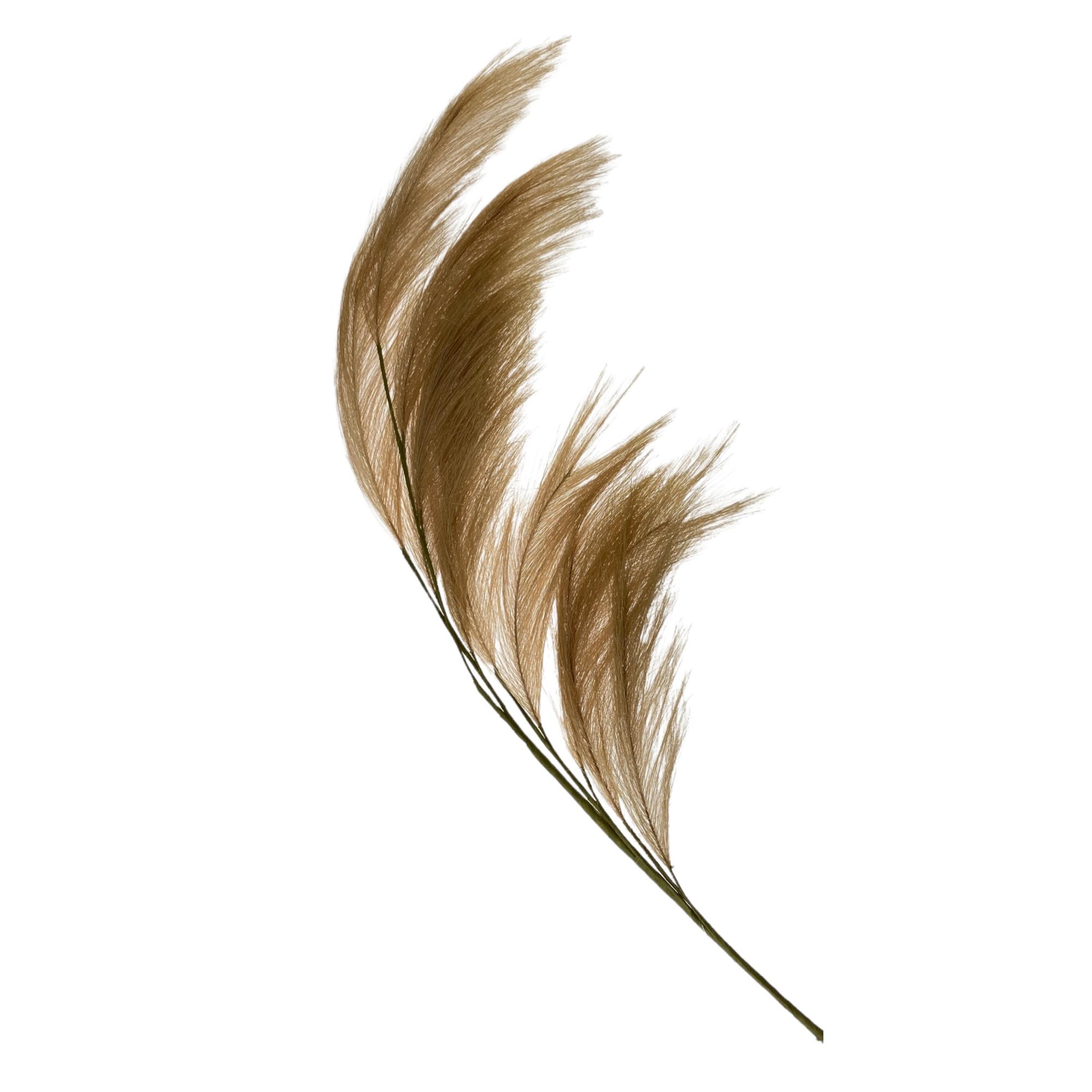 Pampas grass - 592-480156