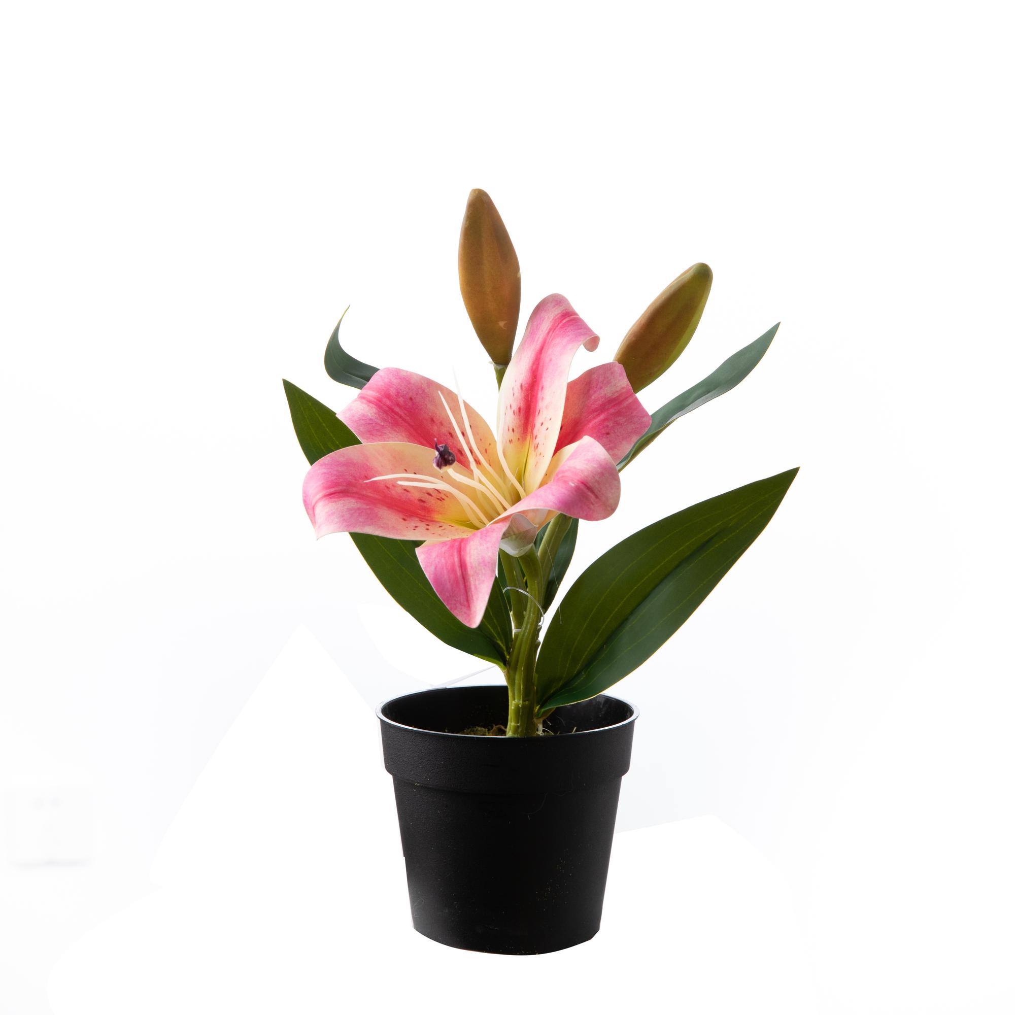 Lily mini potted plants - 592-480270