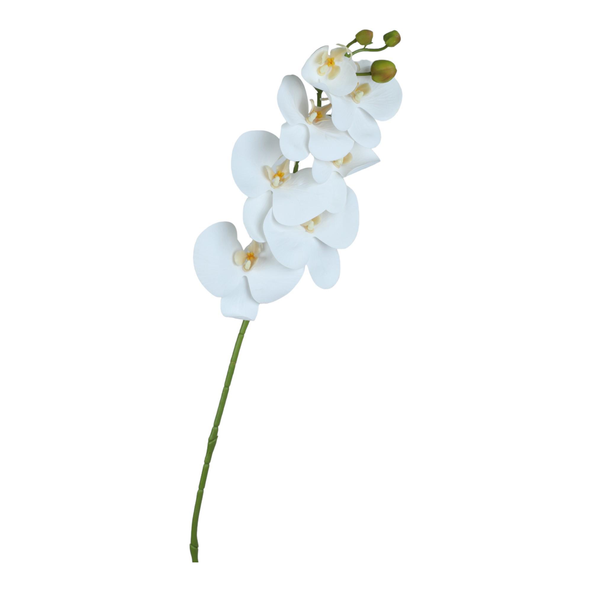 7 PHALAENOPSIS - 592-480401