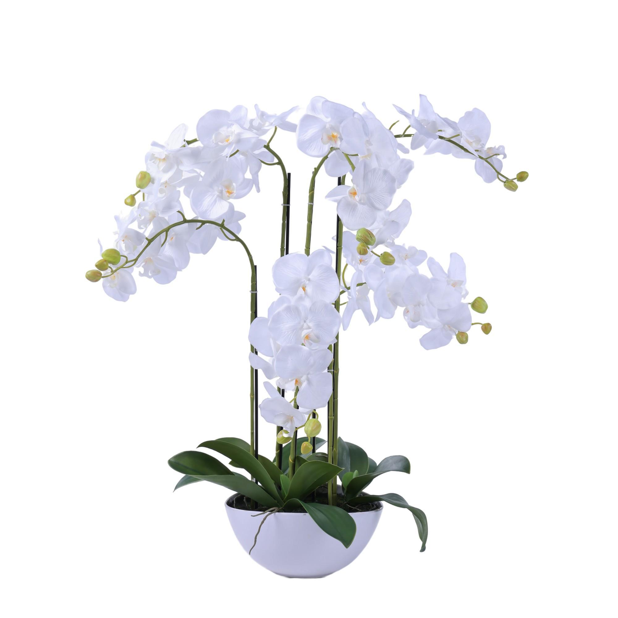 orchid bonsai - 592-510093