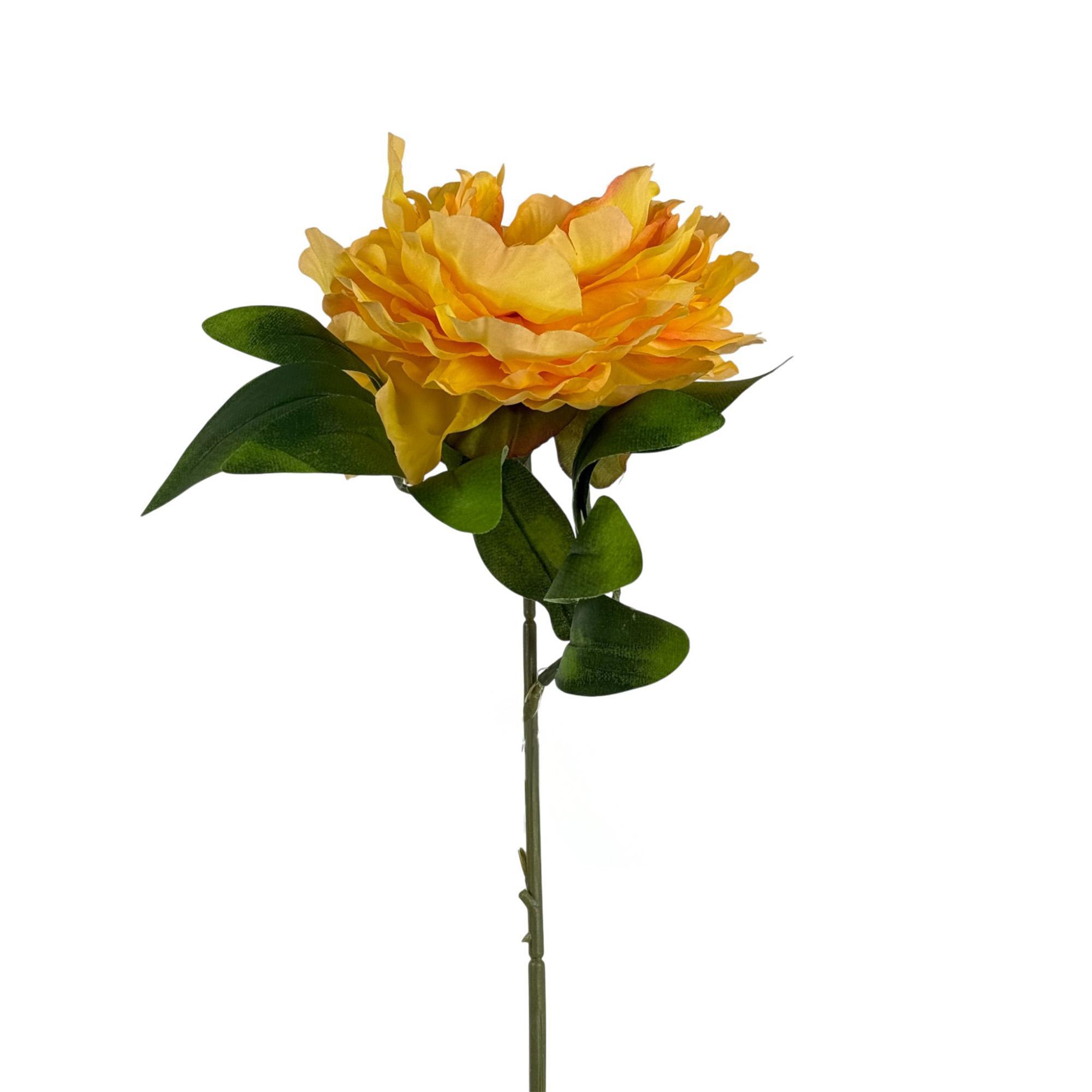 TALO DE PEÔNIA - 592-530010