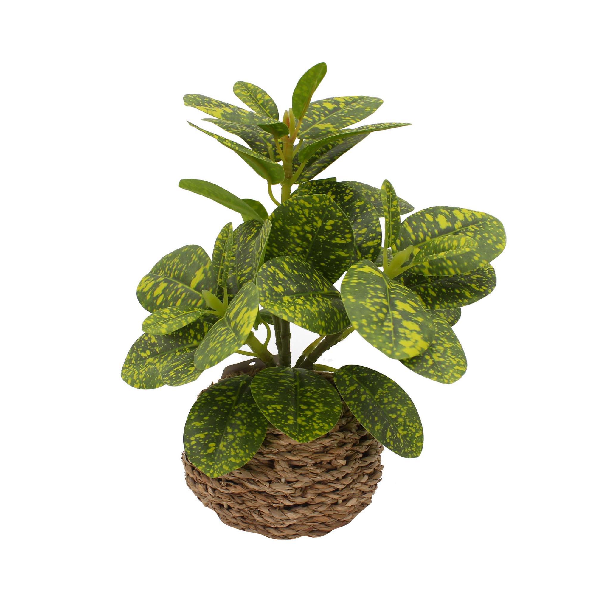 PLANTA C/POTE - 592-540019