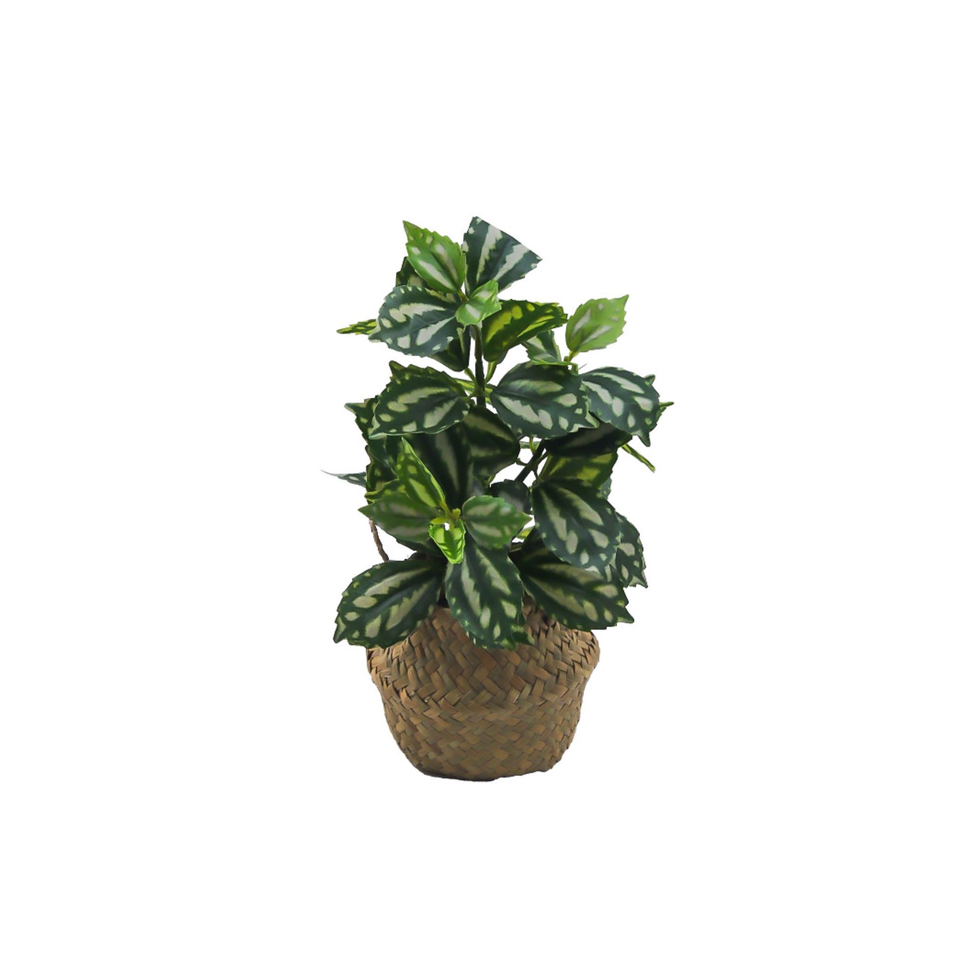 PLANTA C/POTE - 592-540020