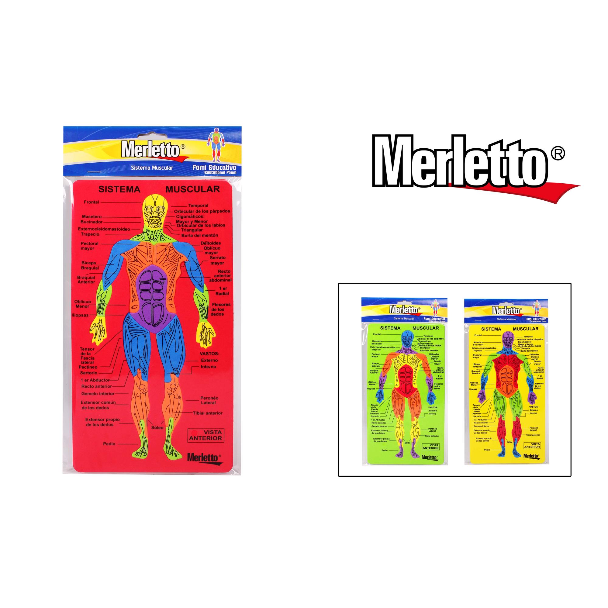 FOMI EDUCATIVO SISTEMA MUSCULAR - 780-4637111